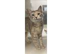 Adopt Jessie a Orange or Red Domestic Shorthair / Domestic Shorthair / Mixed cat