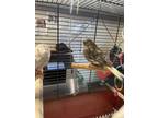 Adopt Kimber a Brown Canary / Finch / Mixed bird in Montreal, QC (41450864)
