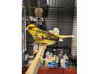 Adopt Eeyore a Yellow Canary / Finch / Mixed bird in Montreal, QC (41450863)
