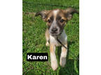 Adopt Karen a Brown/Chocolate Mixed Breed (Medium) / Mixed dog in Medfield