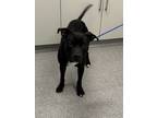 Adopt Dale a Black American Pit Bull Terrier / Mixed dog in Matteson