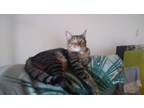 Adopt Tigger a Tiger Striped Domestic Shorthair / Mixed (short coat) cat in