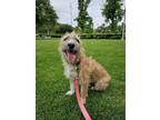 Adopt Bibi a Tan/Yellow/Fawn Terrier (Unknown Type, Small) / Mixed dog in