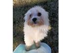 Adopt Sara a White Havanese / Mixed dog in Brooklyn Center, MN (41437515)