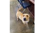 Adopt Buttercup a Tan/Yellow/Fawn - with White American Pit Bull Terrier / Mixed