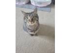 Adopt Kuna a Brown Tabby American Shorthair / Mixed (short coat) cat in Rocky