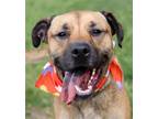 Adopt Mack *CL a Tan/Yellow/Fawn Boxer / Shepherd (Unknown Type) / Mixed dog in