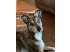 Adopt Tucker a Brindle American Staffordshire Terrier / Australian Cattle Dog /