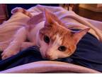 Adopt Jessie a Orange or Red Tabby Domestic Shorthair / Mixed (short coat) cat
