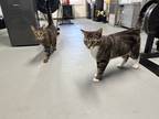 Adopt Judge & Boots a Brown or Chocolate (Mostly) American Shorthair / Mixed