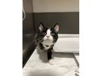 Adopt Druid a Domestic Shorthair (short coat) cat in Oakdale, CA (41441996)