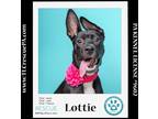 Adopt Lottie (Outlander Pups) 020324 a Black - with Tan, Yellow or Fawn German