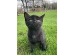 Adopt Panther a All Black Domestic Shorthair / Mixed (short coat) cat in