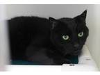 Adopt Chase a All Black Domestic Shorthair / Mixed (short coat) cat in Batavia