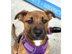 Adopt Chloe a Tan/Yellow/Fawn - with Black American Staffordshire Terrier dog in