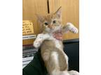 Adopt Dani a Orange or Red Domestic Shorthair / Domestic Shorthair / Mixed cat