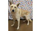 Adopt Marcus a Tan/Yellow/Fawn Shepherd (Unknown Type) / Mixed dog in