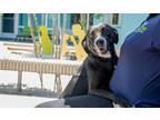 Adopt Megan (in Foster) a Black Labrador Retriever / Mixed Breed (Medium) /