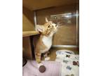 Adopt Sonny a Orange or Red Domestic Shorthair / Mixed Breed (Medium) / Mixed