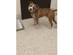 Adopt John a Brown/Chocolate American Pit Bull Terrier / Mixed dog in Atlanta