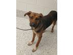 Adopt Eggo a Brown/Chocolate German Shepherd Dog / Mixed dog in Atlanta