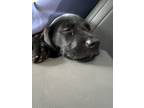 Adopt Pixie a Black Labrador Retriever / Mixed dog in Knoxville, TN (41450615)