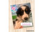 Adopt Adelaide Puppy a Tricolor (Tan/Brown & Black & White) Australian Shepherd