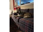 Adopt Mila a Tan/Yellow/Fawn - with Black German Shepherd Dog / Mixed dog in