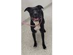 Adopt Kona a Black Mixed Breed (Large) / Mixed dog in Kansas City, MO (32473380)