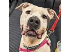 Adopt Paddington a White Mixed Breed (Large) / Mixed dog in Richmond