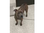 Adopt Moss a Brindle American Pit Bull Terrier / Mixed Breed (Medium) / Mixed