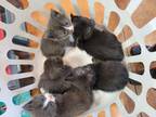 Adopt Benny a Gray or Blue Domestic Shorthair / Domestic Shorthair / Mixed cat