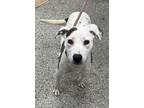 Adopt Dutchess a White Mixed Breed (Large) / Mixed dog in Kansas City
