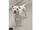 Adopt Huck Finn a White American Pit Bull Terrier / Mixed dog in Kansas City
