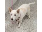 Adopt Lucy a Tan/Yellow/Fawn Mixed Breed (Small) / Mixed dog in Kansas City