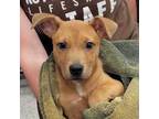 Adopt Butterscotch a Tan/Yellow/Fawn Mixed Breed (Large) / Mixed dog in Kansas