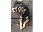 Adopt Calculus (HW+) a Black German Shepherd Dog / Mixed Breed (Medium) / Mixed