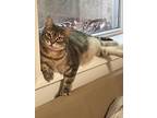 Adopt Radish a Spotted Tabby/Leopard Spotted Domestic Shorthair / Mixed cat in