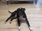 Adopt Tiffany a Black - with White American Pit Bull Terrier / Mixed dog in