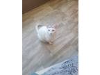 Adopt Onna a White (Mostly) American Shorthair / Mixed (short coat) cat in Rocky