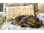 Adopt Ivy a Gray, Blue or Silver Tabby Calico / Mixed (short coat) cat in