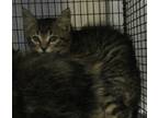 Adopt a Domestic Mediumhair / Mixed cat in Raleigh, NC (41450518)