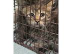 Adopt a Domestic Mediumhair / Mixed cat in Raleigh, NC (41450517)