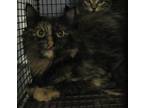Adopt a Domestic Mediumhair / Mixed cat in Raleigh, NC (41450516)