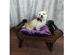 Adopt Milo a White - with Black Shih Tzu / Lhasa Apso / Mixed dog in McKinney