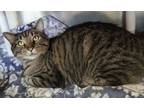 Adopt Gizmo a Domestic Short Hair