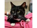 Adopt Choko a Domestic Shorthair / Mixed cat in Salisbury, MD (41450512)
