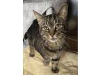 Adopt Rodrigo a Domestic Short Hair