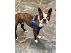 Adopt Lucas a Brindle Boston Terrier / Mixed dog in Phoenix, AZ (41449841)