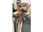 Adopt Olivia a Australian Kelpie / Shepherd (Unknown Type) dog in Phoenix